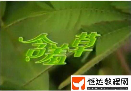 含羞草電視劇的背景故事